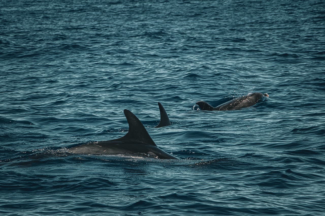 Dall's porpoise creating a rooster tail spray while swimming