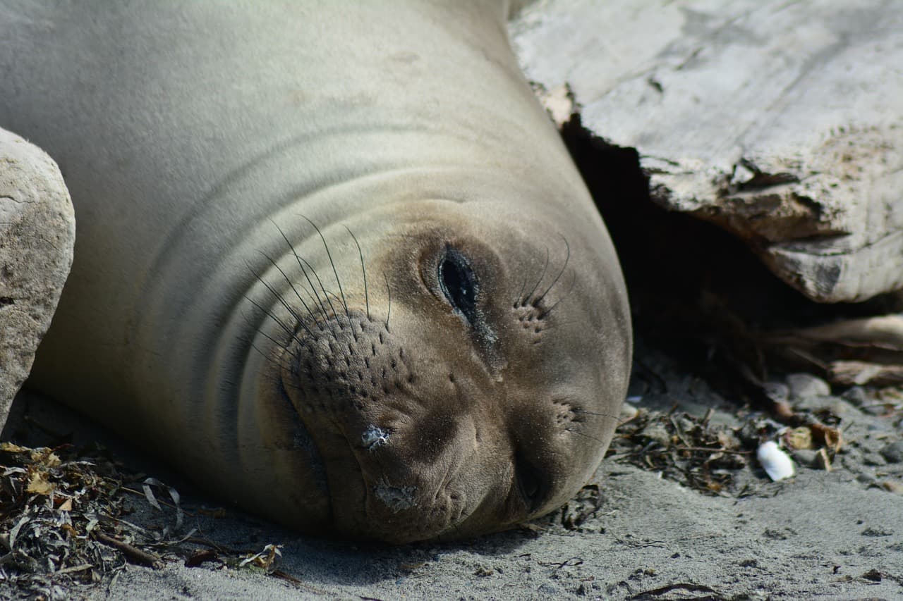 Northern elephant seal bull resting on a beach