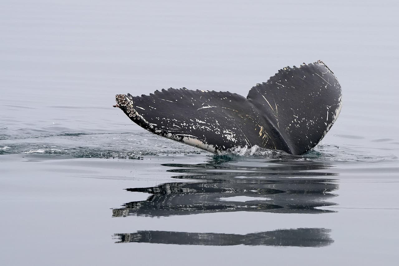 Queue de baleine à bosse sortant de l'eau