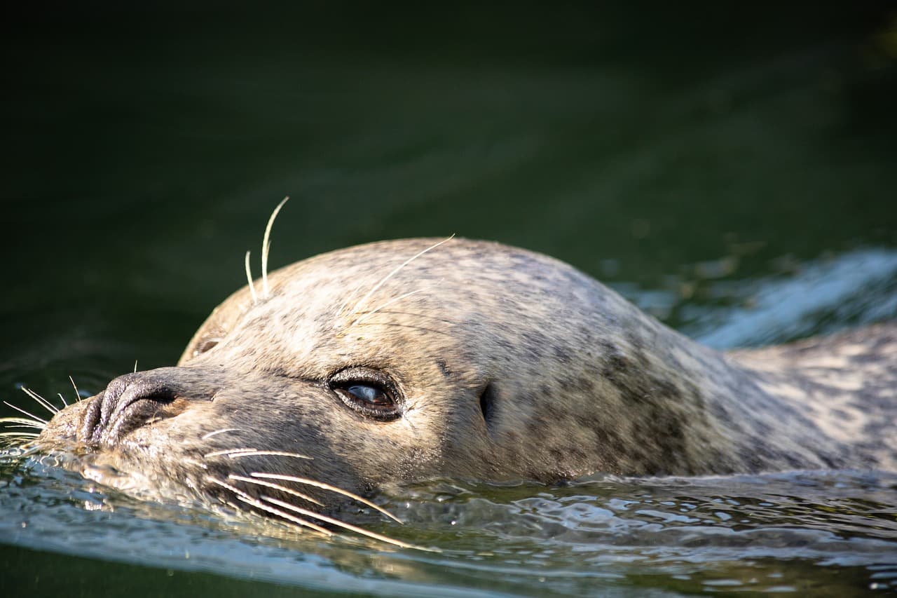 Northern fur seal with thick dark coat
