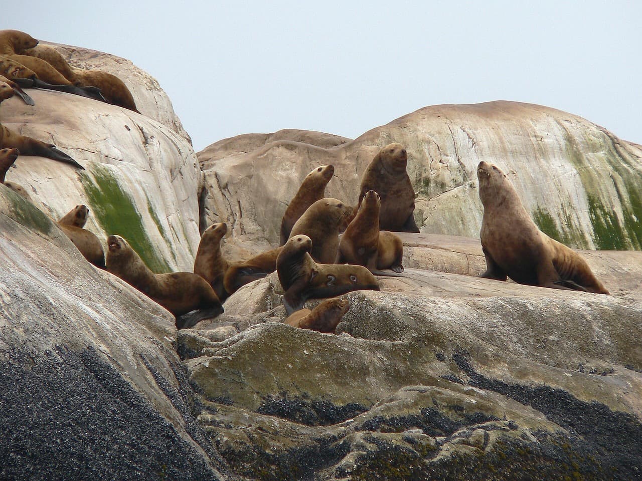 Steller sea lion bull roaring on a rocky haul-out