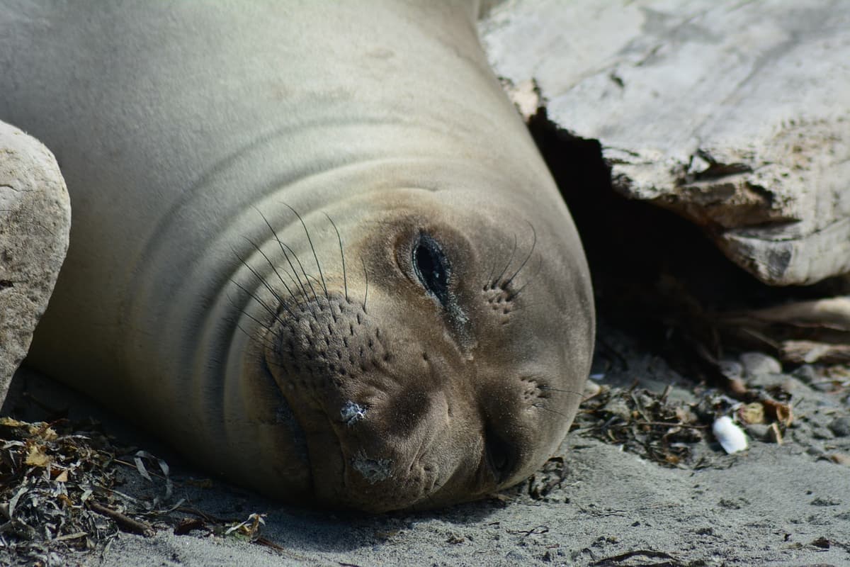Elephant Live Map Northern Elephant Seal - Salish Sea Wildlife | Salish Sea Wildlife